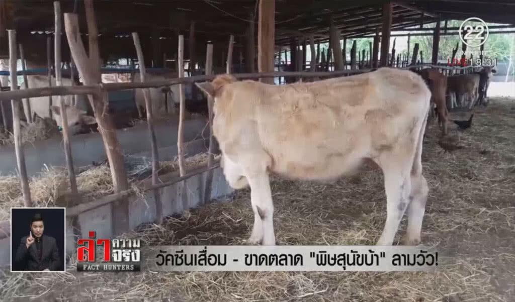 วัคซีนเสื่อม-ขาดตลาด "พิษสุนัขบ้า" ลามวัว!
