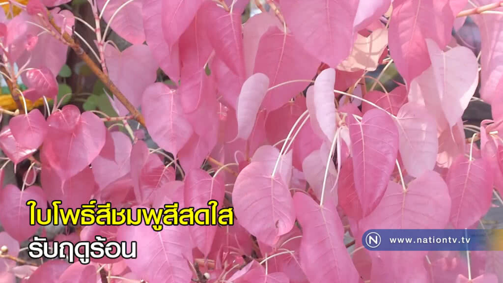 ใบโพธิ์สีชมพู ใบโพธิ์สีชมพู