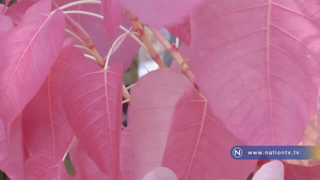 ใบโพธิ์สีชมพู