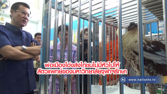พ่อเมืองโอ่งส่งไก่ชนไม่มีหัวไปให้สัตวแพทย์ของมหาวิทยาลัยจุฬาฯรักษา