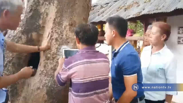 เลขเด็ด ต้นมะค่าแฝด อายุกว่า 100 ปี