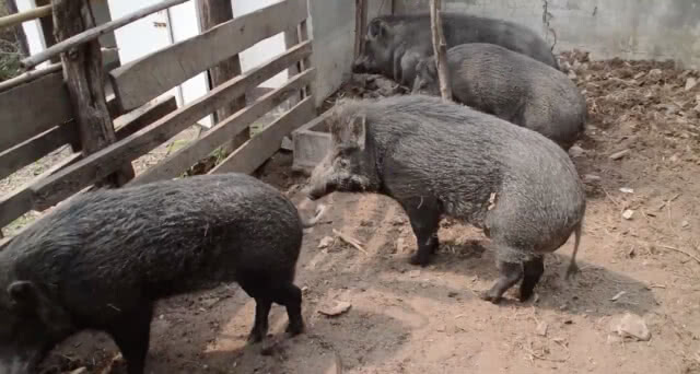ถึงจะจนแต่ใจบุญ! ใช้เงินคนจน 600 บาท รับเลี้ยงสุนัข-แมวจรจัด ไถ่ชีวิตหมูป่ามาเลี้ยงดุจลูก(คลิป)