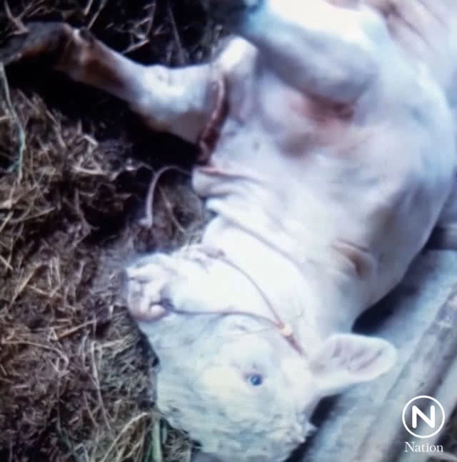 พบวัวตายด้วยโรคพิษสุนัขบ้า ปศุสัตว์เร่งฉีดวัคซีนป้องกัน