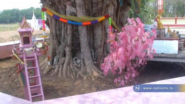 ใบโพธิ์สีชมพู
