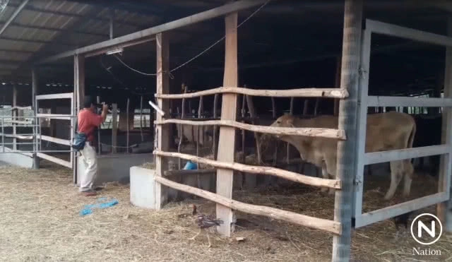 พบวัวตายด้วยโรคพิษสุนัขบ้า ปศุสัตว์เร่งฉีดวัคซีนป้องกัน