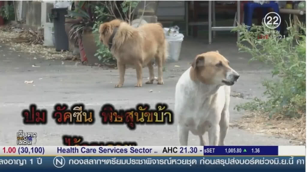 ปมวัคซีนไร้คุณภาพ ตอกย้ำวิกฤตพิษสุนัขบ้า ปมวัคซีนไร้คุณภาพ ตอกย้ำวิกฤตพิษสุนัขบ้า