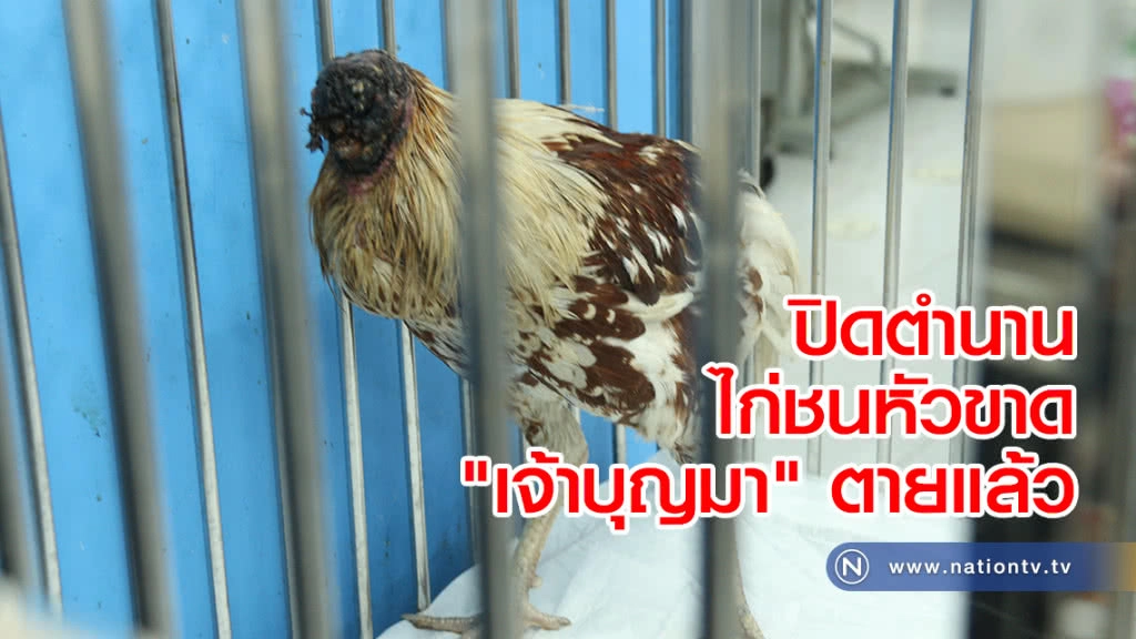 ปิดตำนานไก่หัวขาด "เจ้าบุญมา" ตายแล้ว