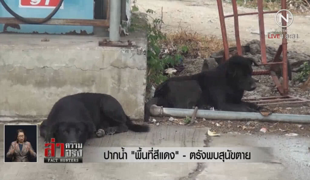 ปากน้ำ "พื้นที่สีแดง" - ตรังพบสุนัขตาย