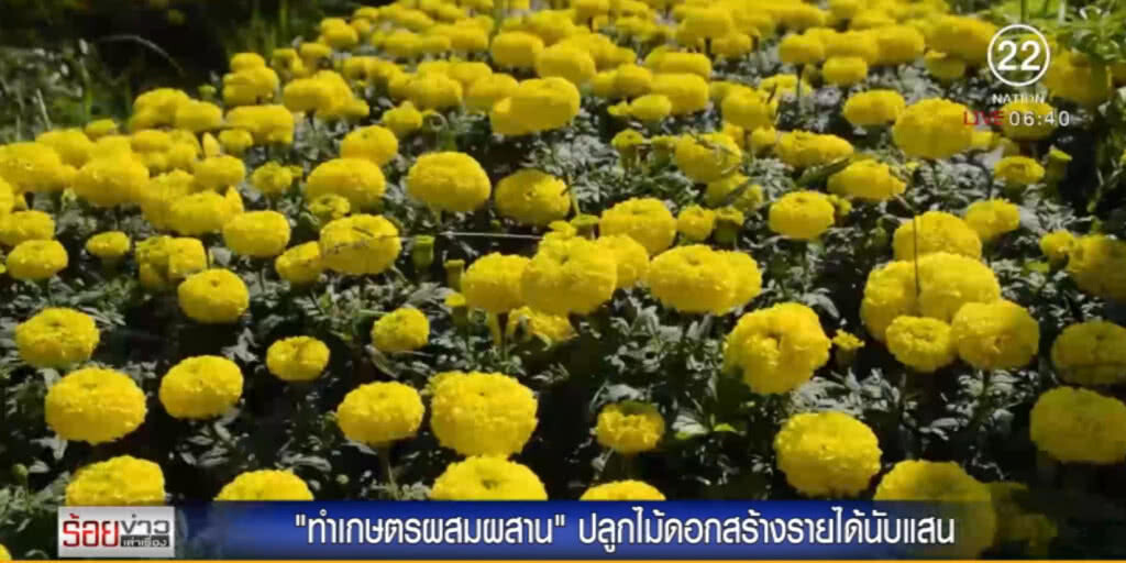 "ทำเกษตรผสมผสาน" ปลูกไม้ดอก สร้างรายได้นับแสน