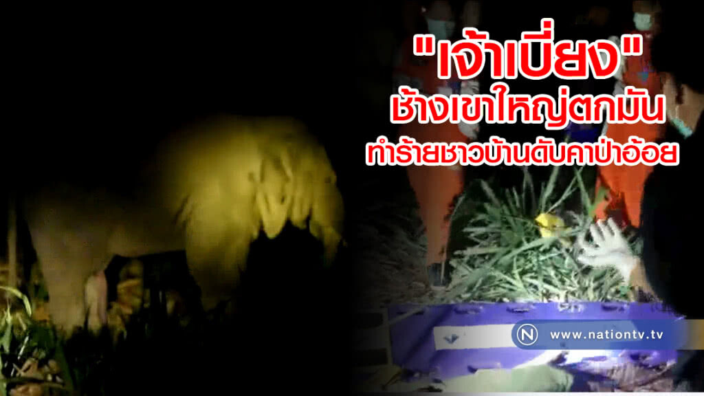 "เจ้าเบี่ยง" ช้างเขาใหญ่ตกมัน
ทำร้ายชาวบ้านดับคาป่าอ้อย