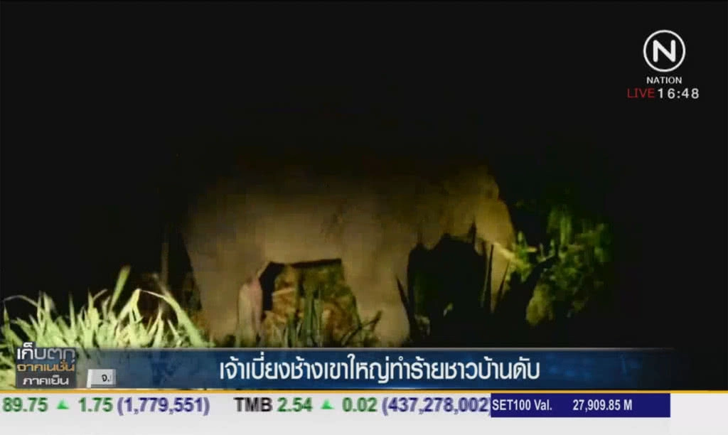 เจ้าเบี่ยงช้างเขาใหญ่ ทำร้ายชาวบ้านดับ