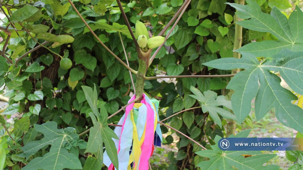 อือฮา! มะละกอออกลูกบนยอด 3 ลูก