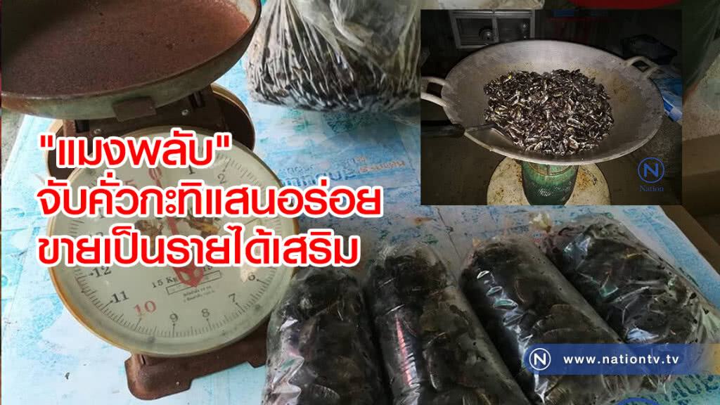 ฝูงแมงพลับนับหมื่น
บินเข้าหาแสงไฟ
จับคั่วกะทิแสนอร่อย
ขายเป็นรายได้เสริม