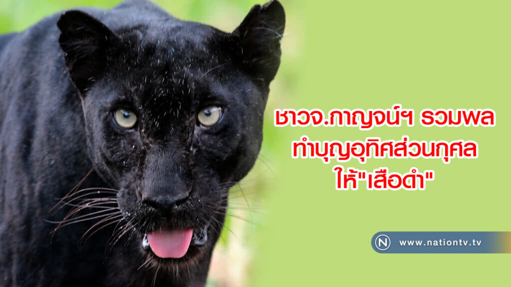 ชาวจ.กาญจน์ฯรวมพลทำบุญอุทิศส่วนกุศลให้เสือดำ ชาวจ.กาญจน์ฯรวมพลทำบุญอุทิศส่วนกุศลให้เสือดำ