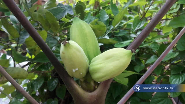 อือฮา! มะละกอออกลูกบนยอด 3 ลูก