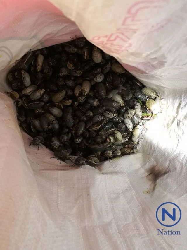 ฝูงแมงพลับนับหมื่น
บินเข้าหาแสงไฟ
จับคั่วกะทิแสนอร่อย
ขายเป็นรายได้เสริม