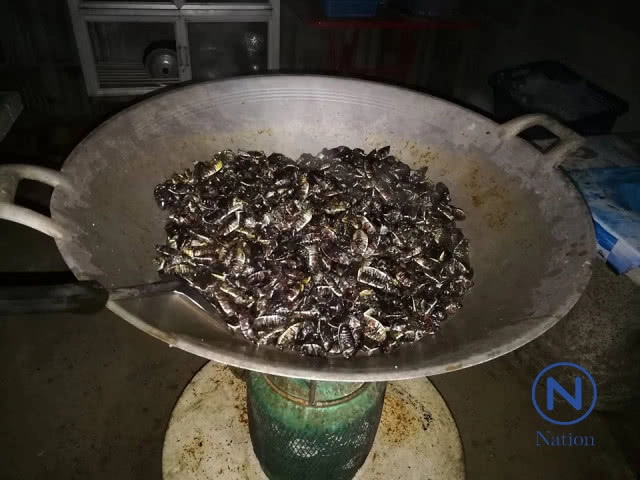 ฝูงแมงพลับนับหมื่น
บินเข้าหาแสงไฟ
จับคั่วกะทิแสนอร่อย
ขายเป็นรายได้เสริม