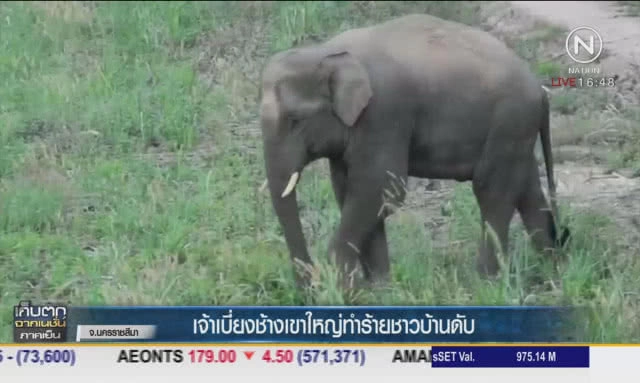 เจ้าเบี่ยงช้างเขาใหญ่ ทำร้ายชาวบ้านดับ