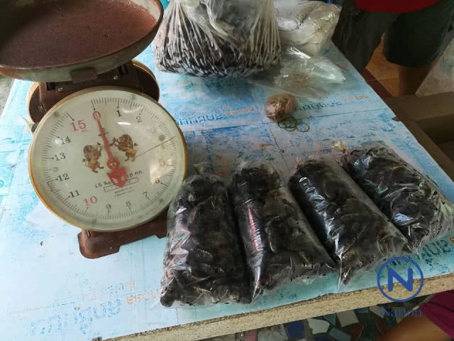 ฝูงแมงพลับนับหมื่น
บินเข้าหาแสงไฟ
จับคั่วกะทิแสนอร่อย
ขายเป็นรายได้เสริม