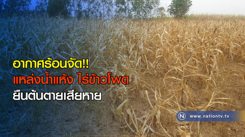 อากาศร้อนจัด!! แหล่งน้ำแห้งไร่ข้าวโพดยืนต้นตายเสียหาย อากาศร้อนจัด!! แหล่งน้ำแห้งไร่ข้าวโพดยืนต้นตายเสียหาย