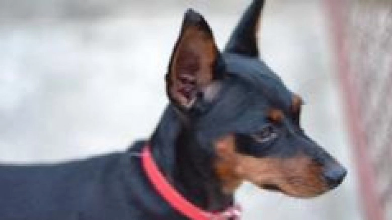 มิเนเจอร์พินเชอร์ เล็กพริกขี้หนู สู้ไม่ถอย