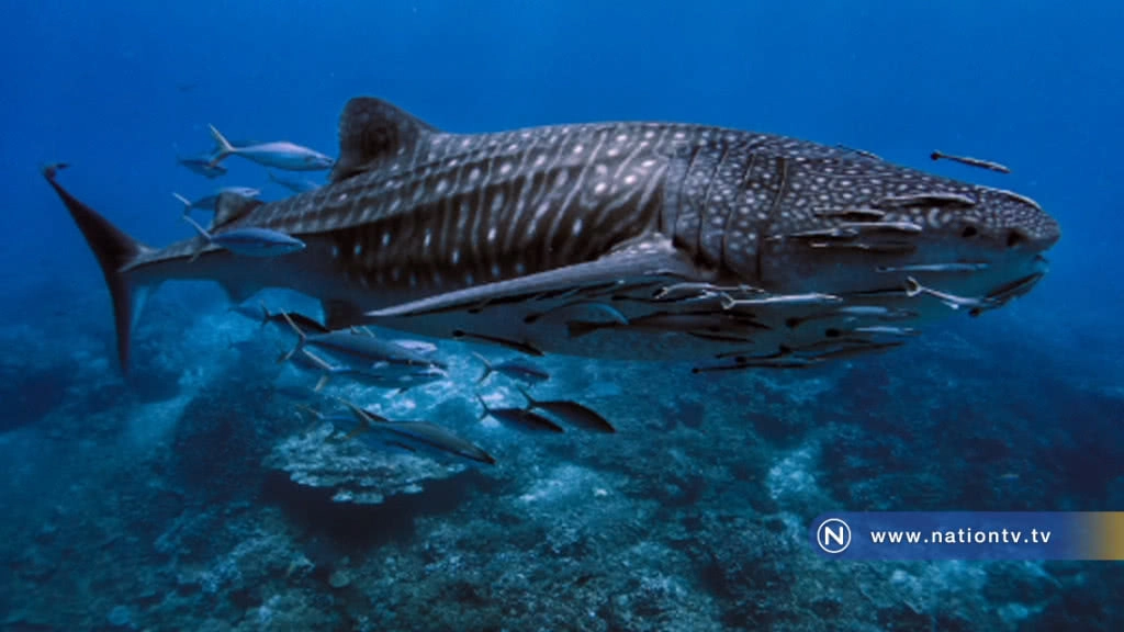 ฉลามวาฬโผล่อุทยานแห่งชาติหมู่เกาะสิมิลัน ฉลามวาฬโผล่อุทยานแห่งชาติหมู่เกาะสิมิลัน