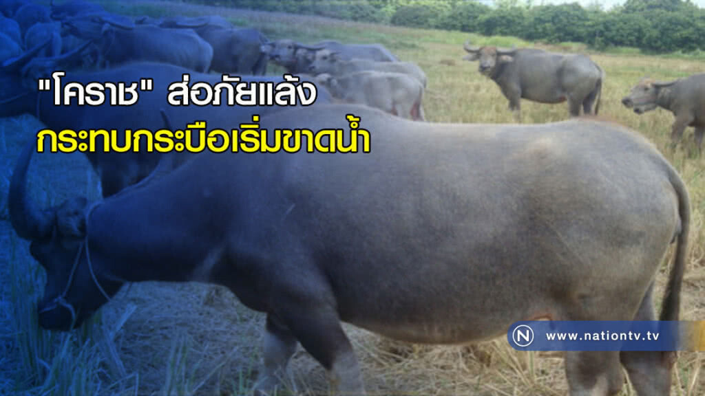 "โคราช" ส่อภัยแล้งกระทบกระบือเริ่มขาดน้ำ "โคราช" ส่อภัยแล้งกระทบกระบือเริ่มขาดน้ำ