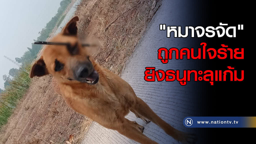 "หมาจรจัด" ถูกคนใจร้ายยิงธนูทะลุแก้ม