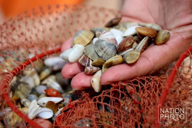 ไปลากหอย...ที่ลานหอยเสียบ