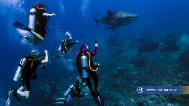 ฉลามวาฬโผล่อุทยานแห่งชาติหมู่เกาะสิมิลัน