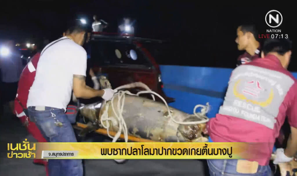 ซากปลาโลมาปากขวด เกยตื้นบางปู ซากปลาโลมาปากขวด เกยตื้นบางปู