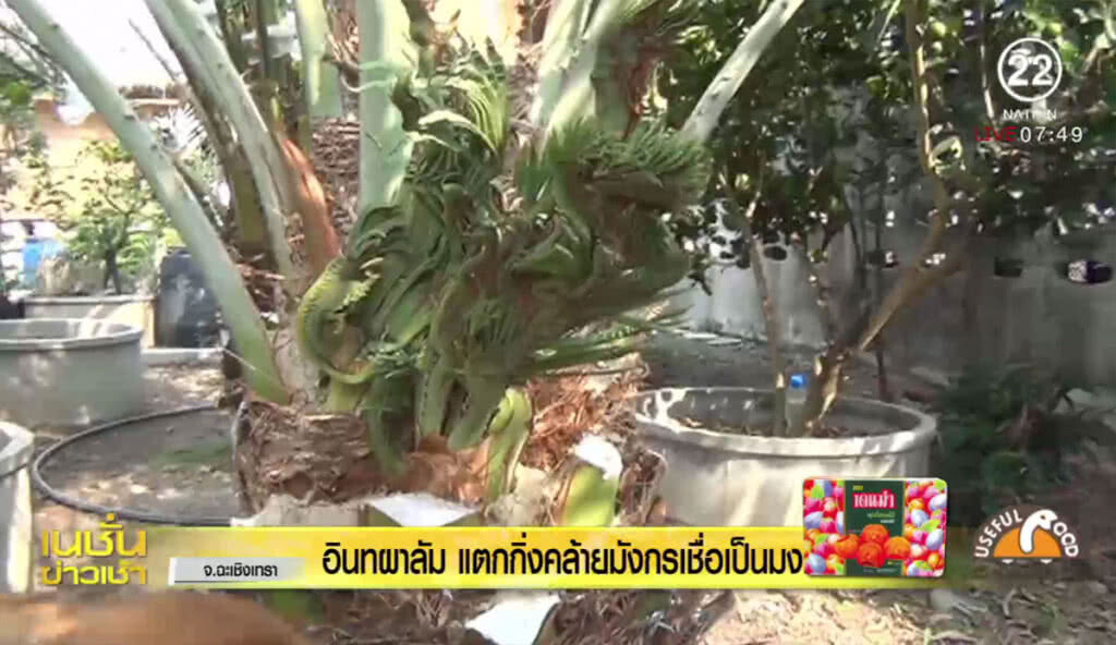 อินทผาลัม แตกกิ่งคล้ายมังกรเชื่อเป็นมงคล