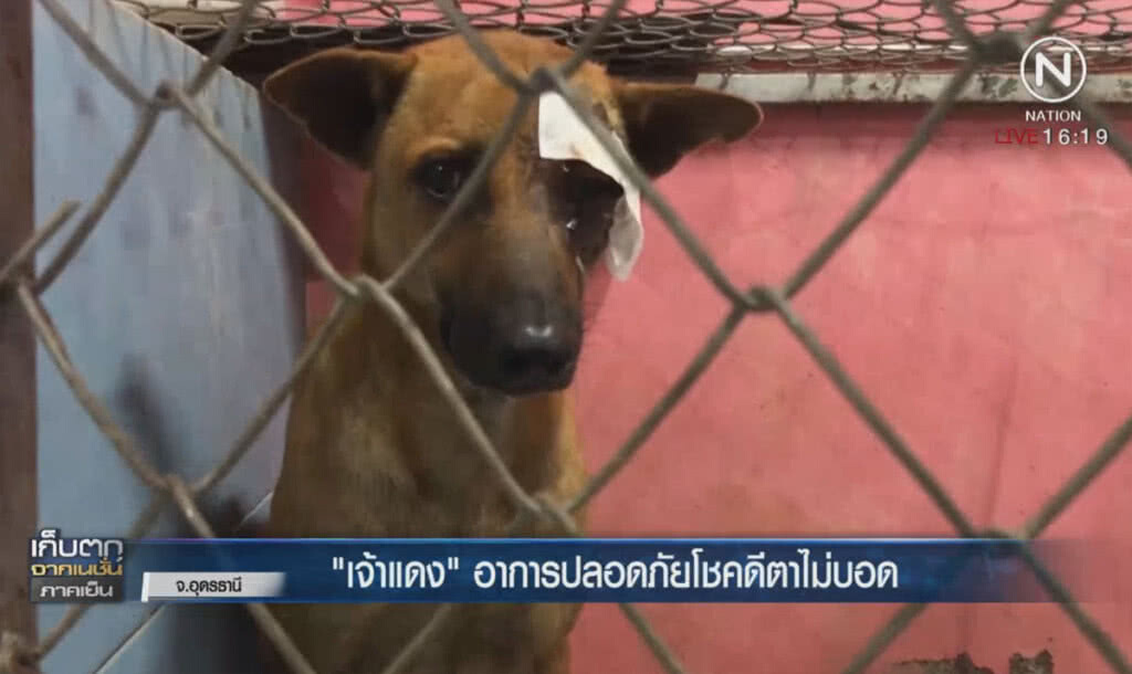 "เจ้าแดง" อาการปลอดภัยโชคดีตาไม่บอด