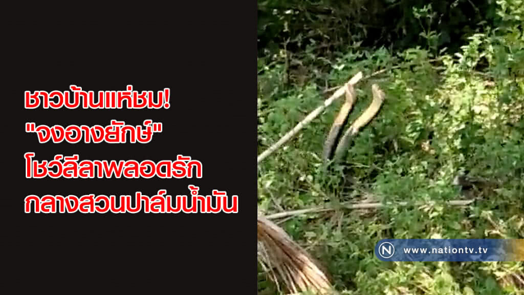 ชาวบ้านแห่ชม! "จงอางยักษ์" โชว์ลีลาพลอดรัก กลางสวนปาล์มน้ำมัน
