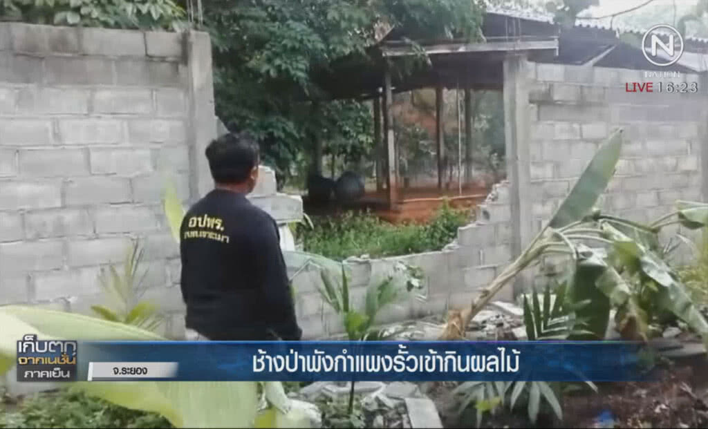 ช้างป่าพังกำแพงรั้วเข้ากินผลไม้ ช้างป่าพังกำแพงรั้วเข้ากินผลไม้