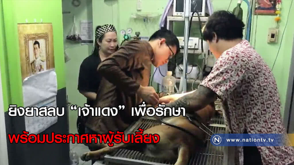 ยิงยาสลบ "เจ้าแดง" เพื่อรักษา พร้อมประกาศหาผู้รับเลี้ยง