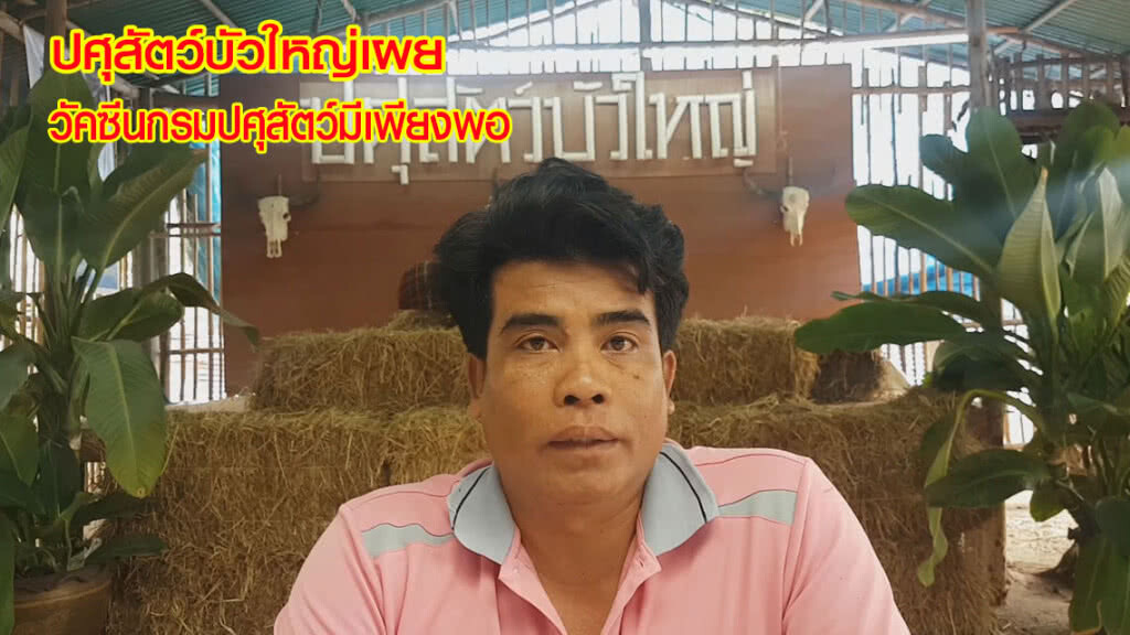 ปศุสัตว์บัวใหญ่เผยวัคซีนกรมปศุสัตว์มีเพียงพอ
