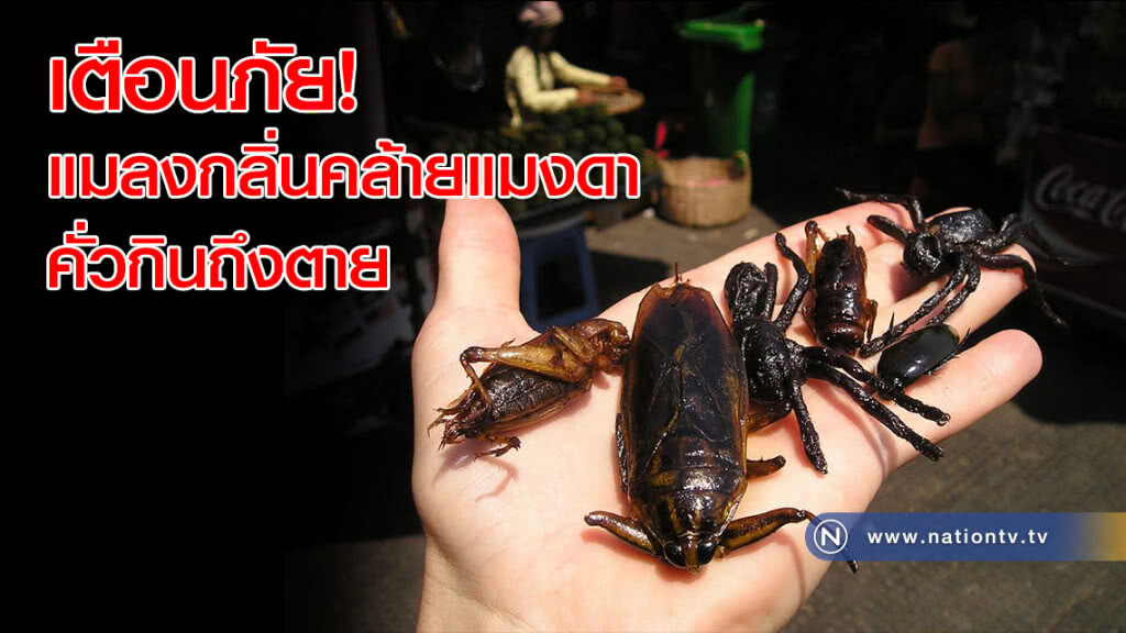 เตือนภัย! แมลงกลิ่นคล้ายแมงดา คั่วกินถึงตาย เตือนภัย! แมลงกลิ่นคล้ายแมงดา คั่วกินถึงตาย
