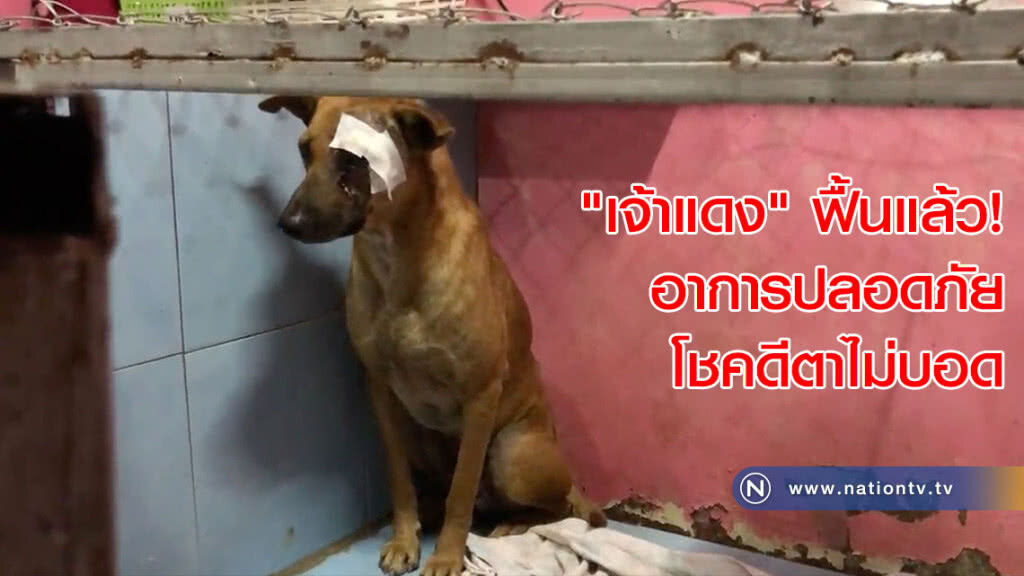 "เจ้าแดง" ฟื้นแล้ว! อาการปลอดภัย โชคดีตาไม่บอด