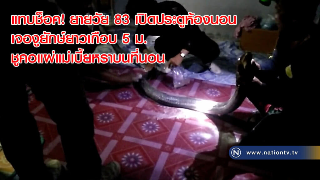 แทบช็อค! ยายวัย 83 เปิดประตูห้องนอนเจองูยักษ์ยาวเกือบ 5 ม. ชูคอแผ่แม่เบี้ยหราบนที่นอน