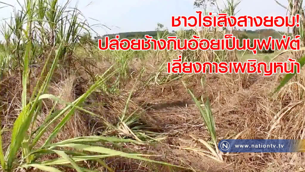 ชาวไร่เสิงสางยอม! ปล่อยช้างกินอ้อยเป็นบุฟเฟ่ต์ เลี่ยงการเผชิญหน้า ชาวไร่เสิงสางยอม! ปล่อยช้างกินอ้อยเป็นบุฟเฟ่ต์ เลี่ยงการเผชิญหน้า