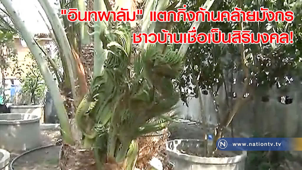 "อินทผาลัม" แตกกิ่งก้านคล้ายมังกร ชาวบ้านเชื่อเป็นสิริมงคล!