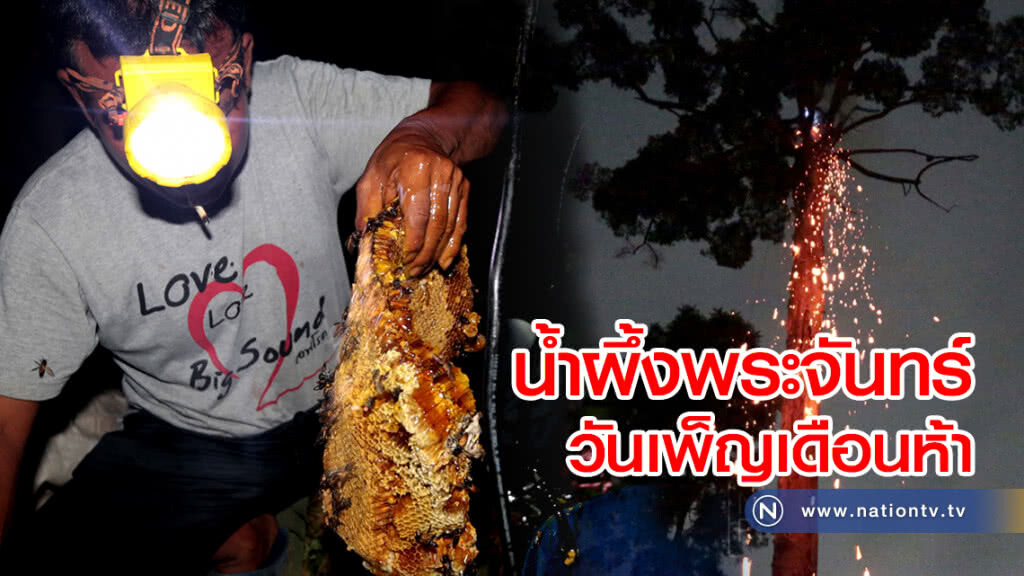 น้ำผึ้งพระจันทร์
วันเพ็ญเดือนห้า
ของขวัญจากป่าในรอบปี น้ำผึ้งพระจันทร์
วันเพ็ญเดือนห้า
ของขวัญจากป่าในรอบปี