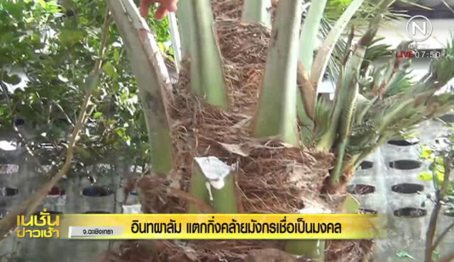 อินทผาลัม แตกกิ่งคล้ายมังกรเชื่อเป็นมงคล