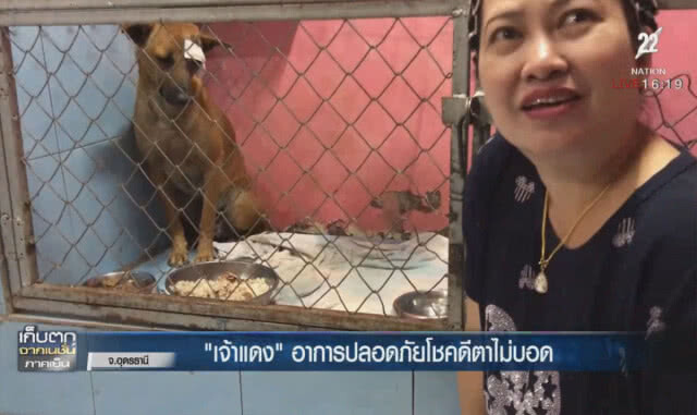 "เจ้าแดง" อาการปลอดภัยโชคดีตาไม่บอด