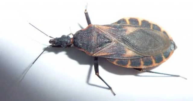 เตือนภัย! แมลงกลิ่นคล้ายแมงดา คั่วกินถึงตาย