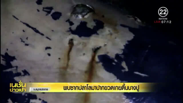 ซากปลาโลมาปากขวด เกยตื้นบางปู