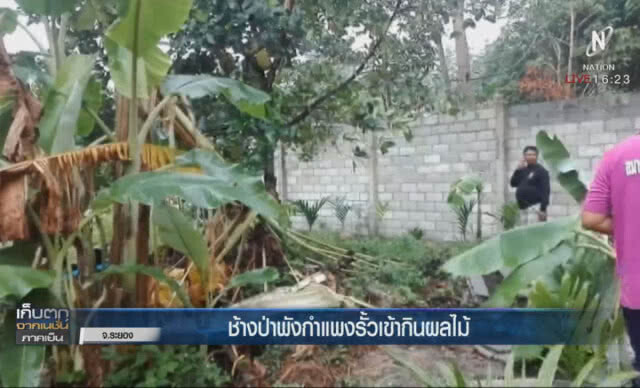 ช้างป่าพังกำแพงรั้วเข้ากินผลไม้