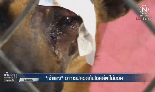 "เจ้าแดง" อาการปลอดภัยโชคดีตาไม่บอด