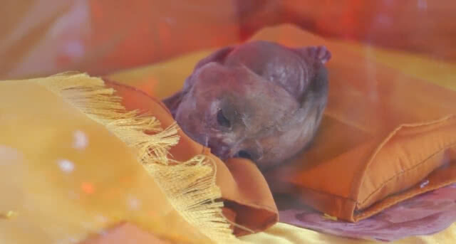 แห่ขอหวย! ลูกกรอกหลวงพ่อกุมาร ให้เลขเด็ดชาวบ้านติดต่อกัน 6 งวดแล้ว(คลิป)